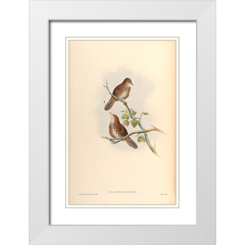 Pellorneum Palustre White Modern Wood Framed Art Print with Double Matting by CAG