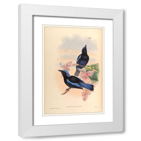 Irena Melanochlamys White Modern Wood Framed Art Print with Double Matting by CAG