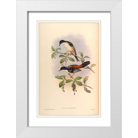 Lioptila Annectans White Modern Wood Framed Art Print with Double Matting by CAG