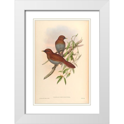 Garrulax Poecilorhyncha White Modern Wood Framed Art Print with Double Matting by CAG