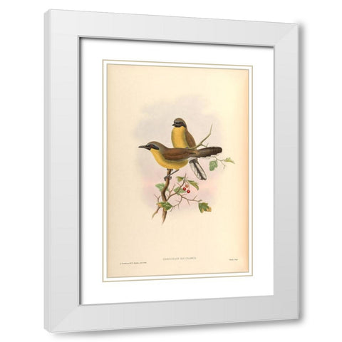 Garrulax Galbanus White Modern Wood Framed Art Print with Double Matting by CAG