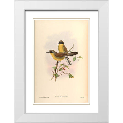 Garrulax Galbanus White Modern Wood Framed Art Print with Double Matting by CAG