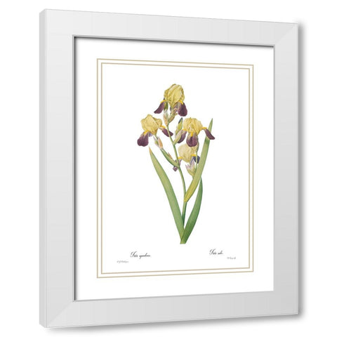 Iris squalens White Modern Wood Framed Art Print with Double Matting by CAG