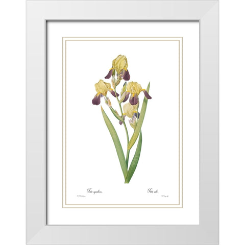 Iris squalens White Modern Wood Framed Art Print with Double Matting by CAG