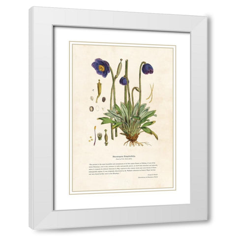 Himalayan Plants - Meconopsis simplicifolia White Modern Wood Framed Art Print with Double Matting by CAG