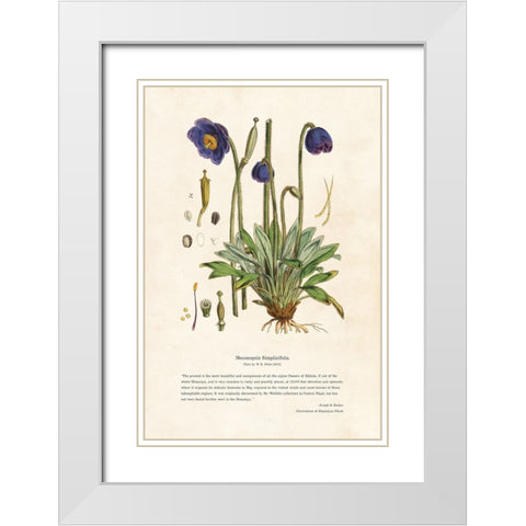 Himalayan Plants - Meconopsis simplicifolia White Modern Wood Framed Art Print with Double Matting by CAG