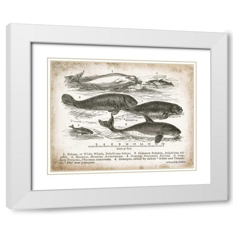 Antique Whales I White Modern Wood Framed Art Print with Double Matting by Babbitt, Gwendolyn