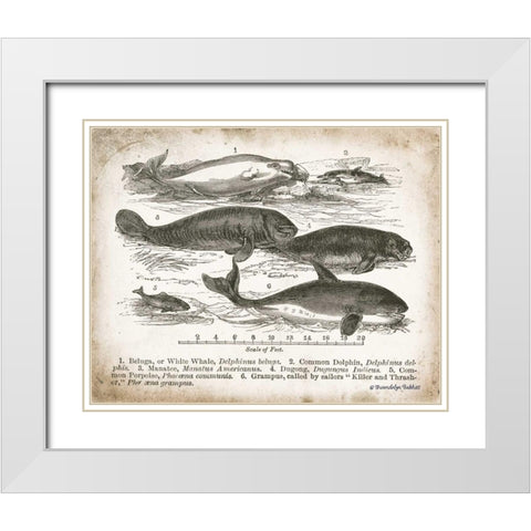 Antique Whales I White Modern Wood Framed Art Print with Double Matting by Babbitt, Gwendolyn