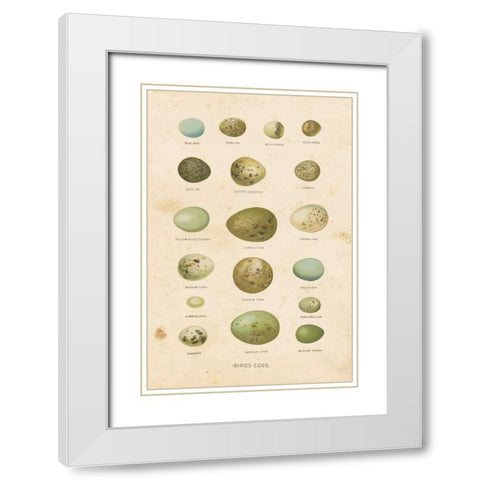 Birds Eggs I White Modern Wood Framed Art Print with Double Matting by Babbitt, Gwendolyn