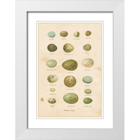 Birds Eggs I White Modern Wood Framed Art Print with Double Matting by Babbitt, Gwendolyn
