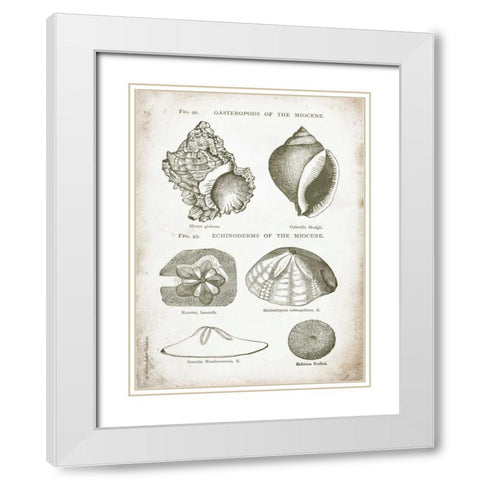 Vintage Shells I White Modern Wood Framed Art Print with Double Matting by Babbitt, Gwendolyn