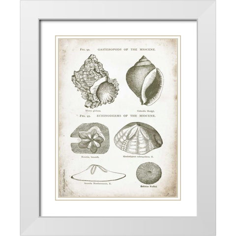 Vintage Shells I White Modern Wood Framed Art Print with Double Matting by Babbitt, Gwendolyn