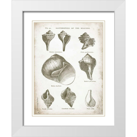 Vintage Shells II White Modern Wood Framed Art Print with Double Matting by Babbitt, Gwendolyn