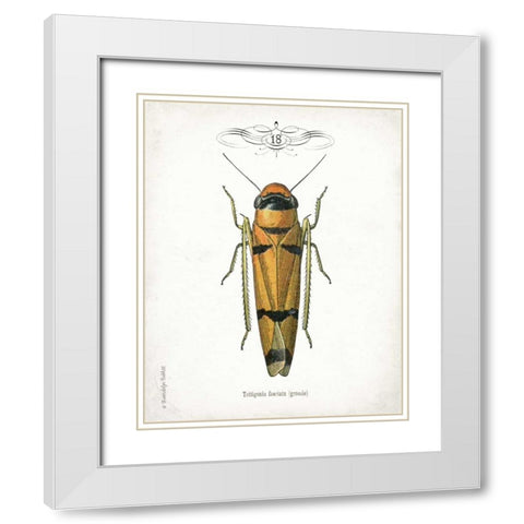 Beetle II White Modern Wood Framed Art Print with Double Matting by Babbitt, Gwendolyn