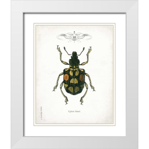 Beetle IV White Modern Wood Framed Art Print with Double Matting by Babbitt, Gwendolyn