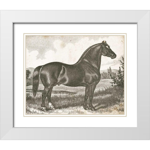 Horse Etching I White Modern Wood Framed Art Print with Double Matting by Babbitt, Gwendolyn