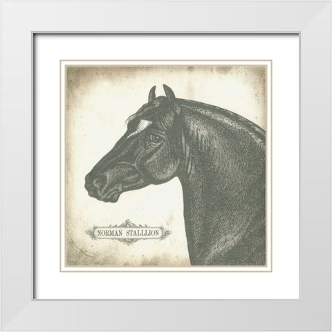 Norman Stallion White Modern Wood Framed Art Print with Double Matting by Babbitt, Gwendolyn