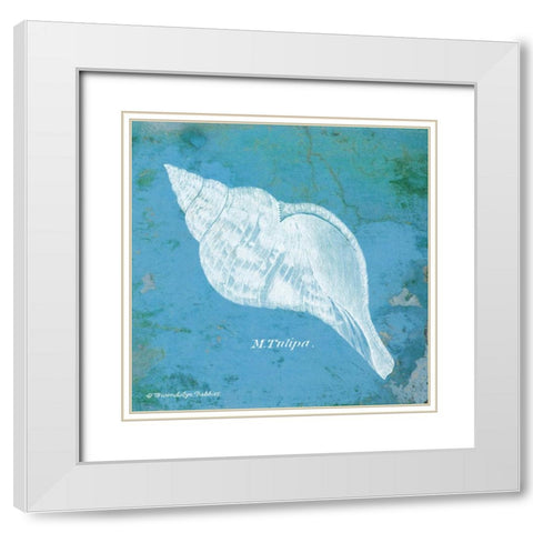 Caribbean Shell II White Modern Wood Framed Art Print with Double Matting by Babbitt, Gwendolyn