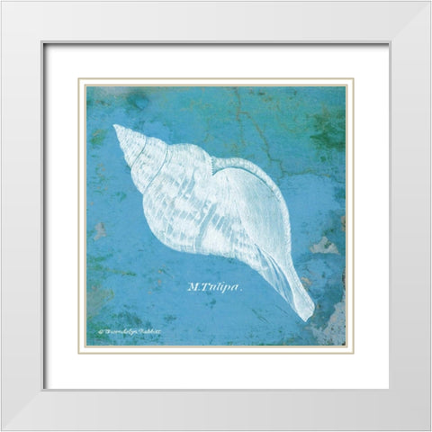 Caribbean Shell II White Modern Wood Framed Art Print with Double Matting by Babbitt, Gwendolyn
