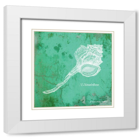 Caribbean Shell III White Modern Wood Framed Art Print with Double Matting by Babbitt, Gwendolyn