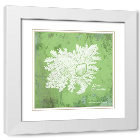 Caribbean Shell IV White Modern Wood Framed Art Print with Double Matting by Babbitt, Gwendolyn
