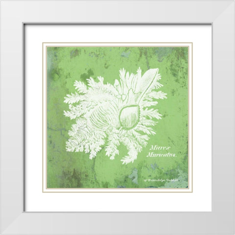 Caribbean Shell IV White Modern Wood Framed Art Print with Double Matting by Babbitt, Gwendolyn