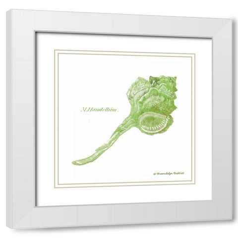 Shell on White IV White Modern Wood Framed Art Print with Double Matting by Babbitt, Gwendolyn