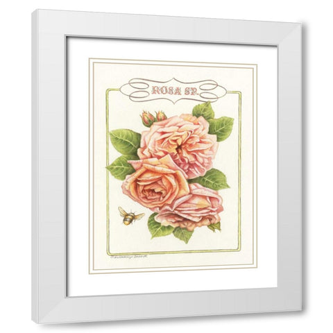 Rose Species White Modern Wood Framed Art Print with Double Matting by Babbitt, Gwendolyn