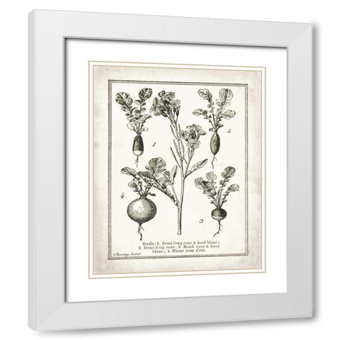 French Radishes White Modern Wood Framed Art Print with Double Matting by Babbitt, Gwendolyn