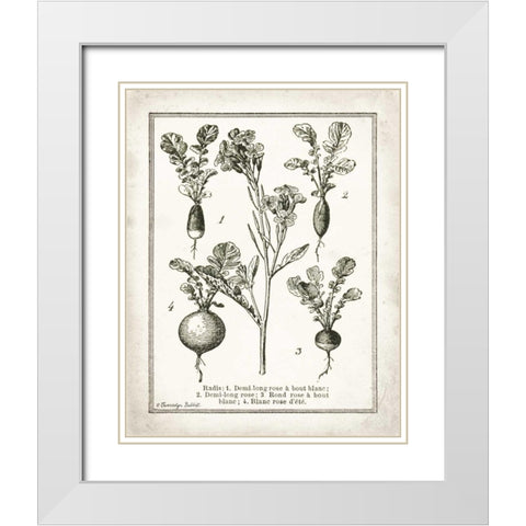 French Radishes White Modern Wood Framed Art Print with Double Matting by Babbitt, Gwendolyn