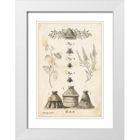 Bee Chart II White Modern Wood Framed Art Print with Double Matting by Babbitt, Gwendolyn