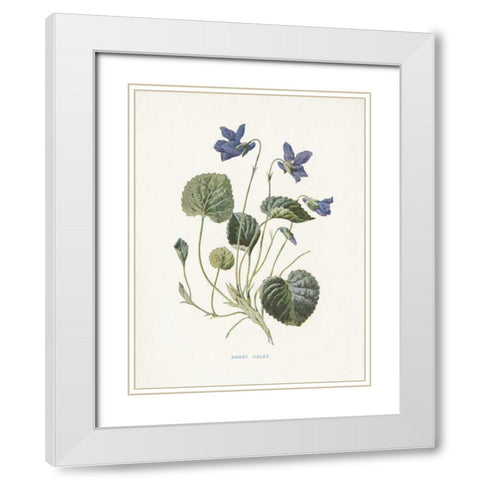 Sweet Violets White Modern Wood Framed Art Print with Double Matting by Babbitt, Gwendolyn