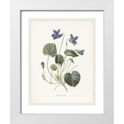 Sweet Violets White Modern Wood Framed Art Print with Double Matting by Babbitt, Gwendolyn