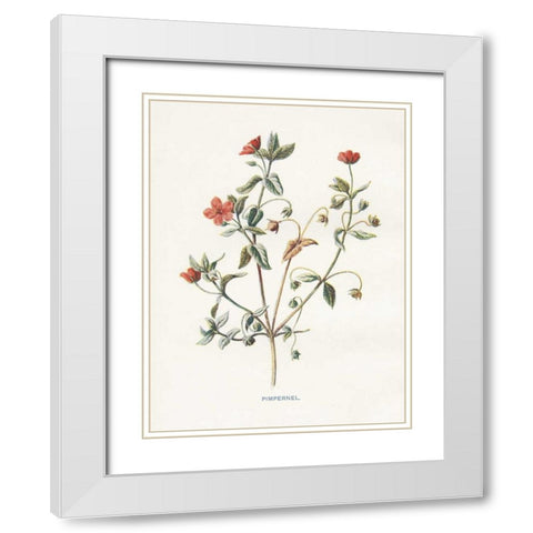 Pimpernel White Modern Wood Framed Art Print with Double Matting by Babbitt, Gwendolyn