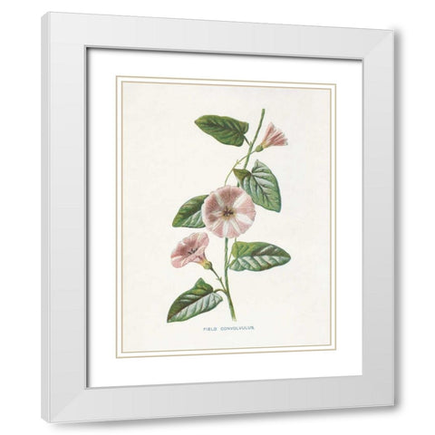 Field Convolvulus White Modern Wood Framed Art Print with Double Matting by Babbitt, Gwendolyn