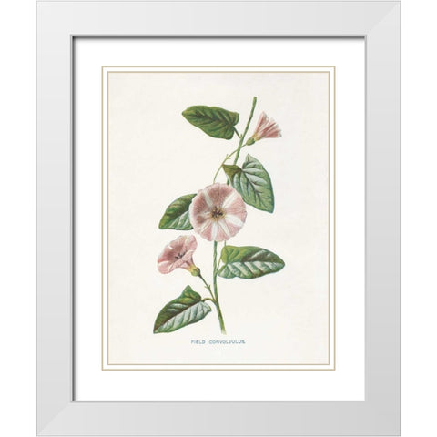 Field Convolvulus White Modern Wood Framed Art Print with Double Matting by Babbitt, Gwendolyn