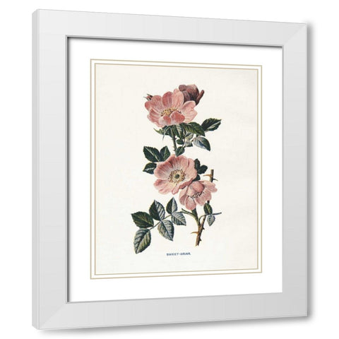 Sweet Briar White Modern Wood Framed Art Print with Double Matting by Babbitt, Gwendolyn