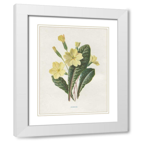 Primrose White Modern Wood Framed Art Print with Double Matting by Babbitt, Gwendolyn