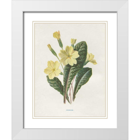 Primrose White Modern Wood Framed Art Print with Double Matting by Babbitt, Gwendolyn