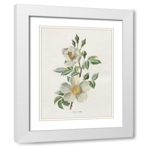 Field Rose White Modern Wood Framed Art Print with Double Matting by Babbitt, Gwendolyn
