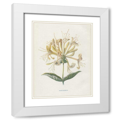 Honeysuckle White Modern Wood Framed Art Print with Double Matting by Babbitt, Gwendolyn