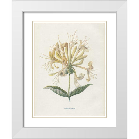 Honeysuckle White Modern Wood Framed Art Print with Double Matting by Babbitt, Gwendolyn