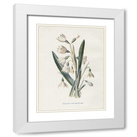 Snowdrop and Snowflake White Modern Wood Framed Art Print with Double Matting by Babbitt, Gwendolyn
