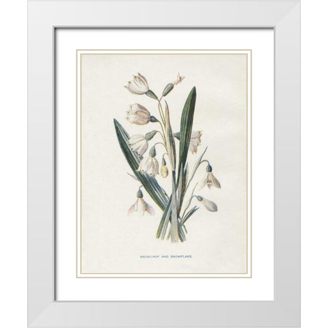 Snowdrop and Snowflake White Modern Wood Framed Art Print with Double Matting by Babbitt, Gwendolyn