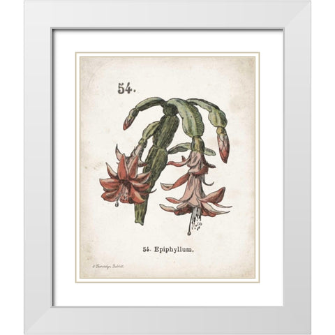 Cacti II White Modern Wood Framed Art Print with Double Matting by Babbitt, Gwendolyn