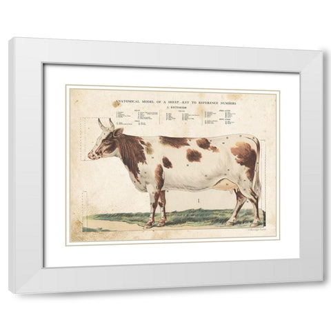 Anatomical Model Cow White Modern Wood Framed Art Print with Double Matting by Babbitt, Gwendolyn