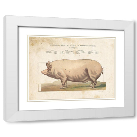 Anatomical Model Pig White Modern Wood Framed Art Print with Double Matting by Babbitt, Gwendolyn