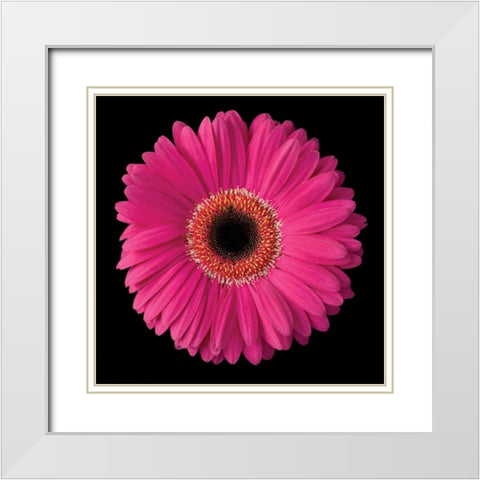 Gerbera Daisy Pink White Modern Wood Framed Art Print with Double Matting by Christensen, Jim
