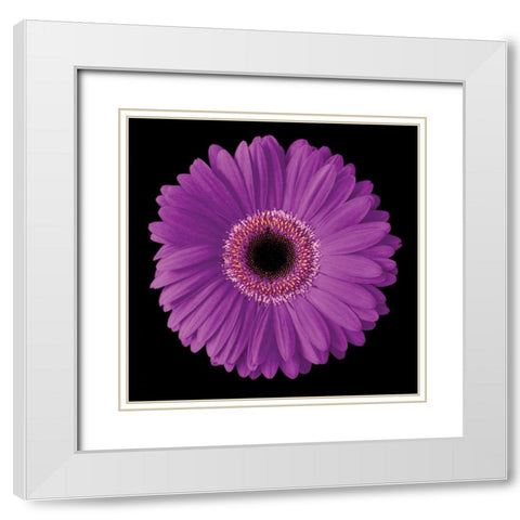 Gerbera Daisy Purple White Modern Wood Framed Art Print with Double Matting by Christensen, Jim