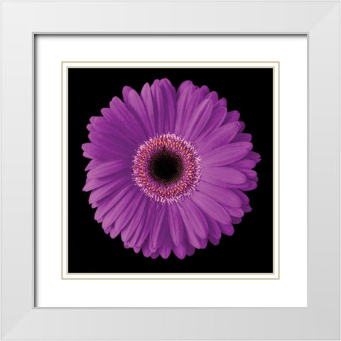 Gerbera Daisy Purple White Modern Wood Framed Art Print with Double Matting by Christensen, Jim